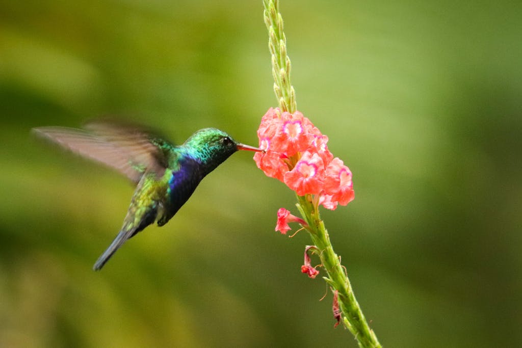 Close-up of a hummingbird feeding on vibrant pink flowers against a blurred green background, captured in Panama.